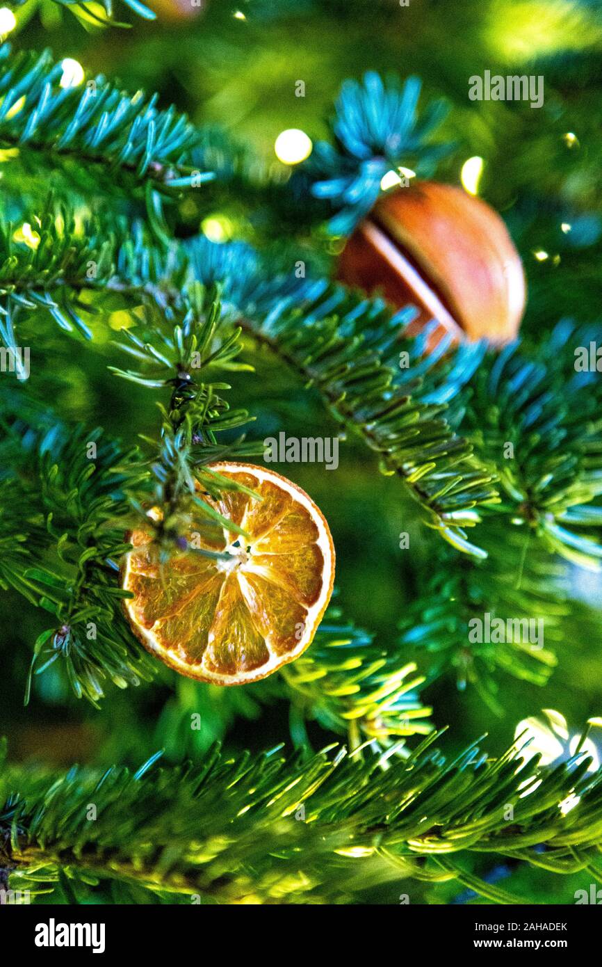 Plastica-free decorazioni natalizie, essiccato clementine su di un albero di Natale Foto Stock