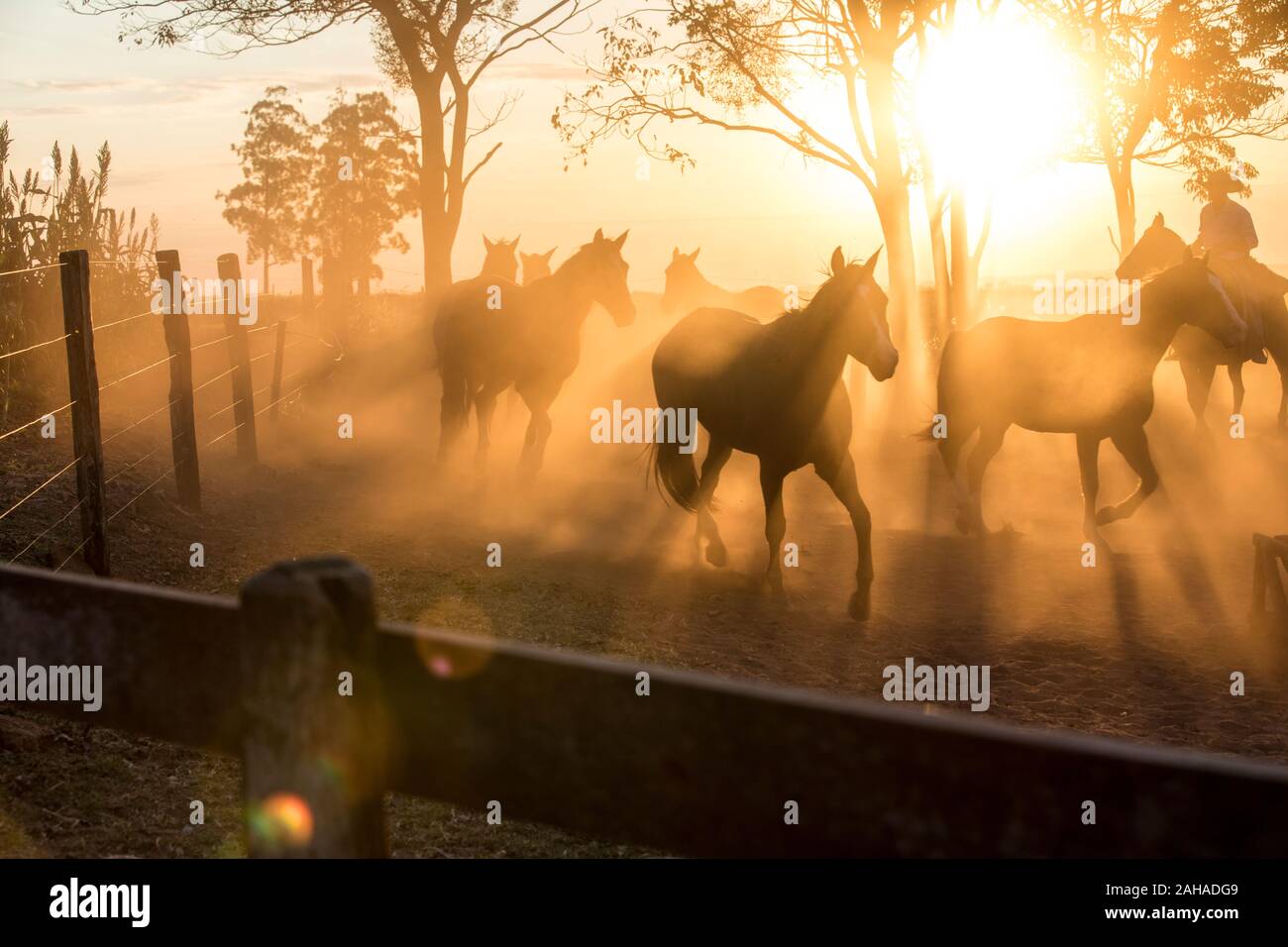 Cavalli in corsa al tramonto Foto Stock