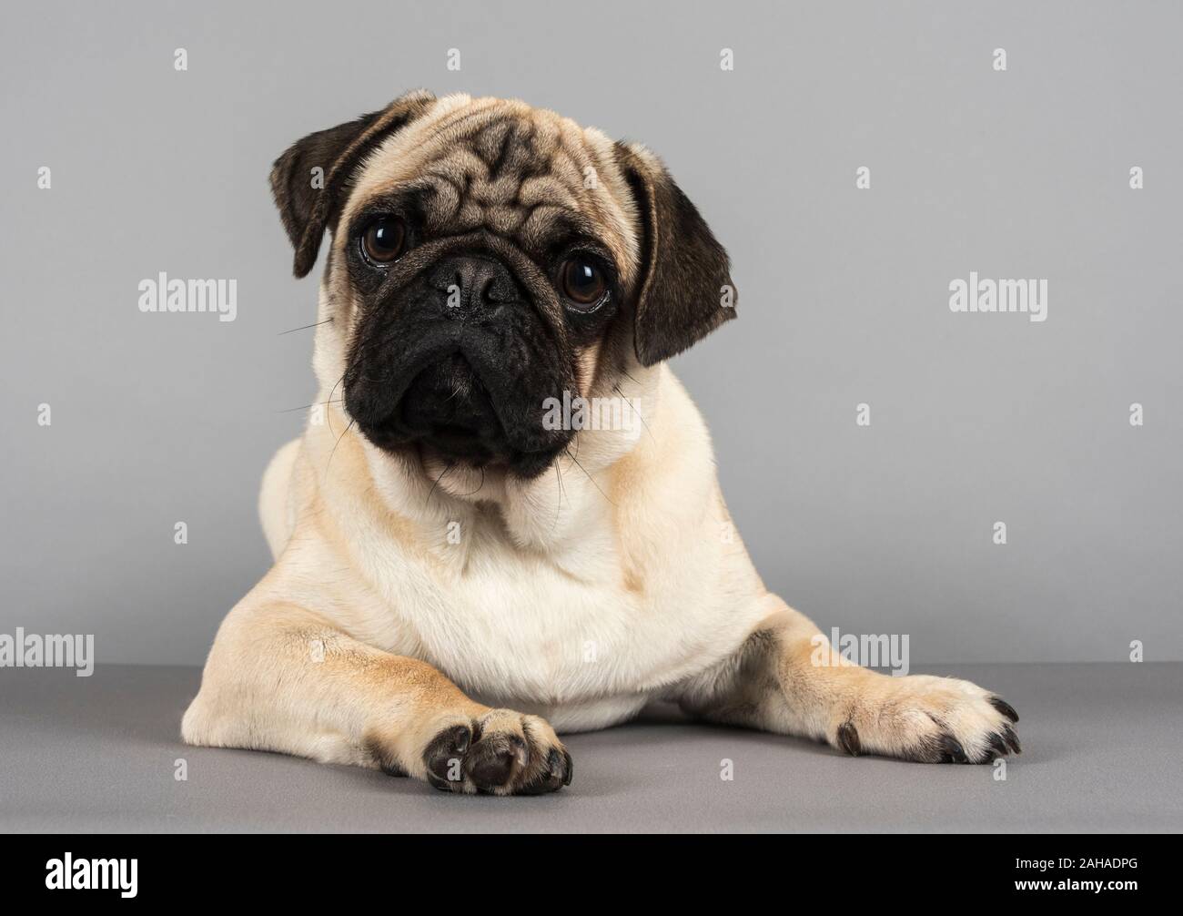 Cane PUG rilassante, fotografato nel Regno Unito. Foto Stock