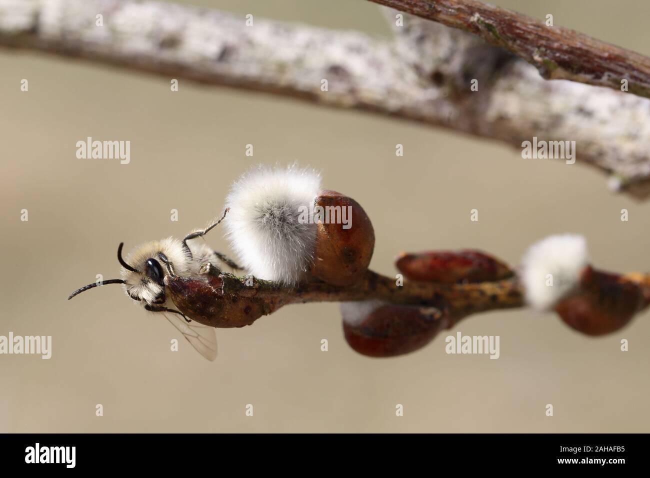 08.04.2018, Briescht, Brandeburgo, Germania - Wild bee sta raccogliendo il nettare da un fiore amento di salice sul salice. 00S180408D197CAROEX.JPG [modello Foto Stock