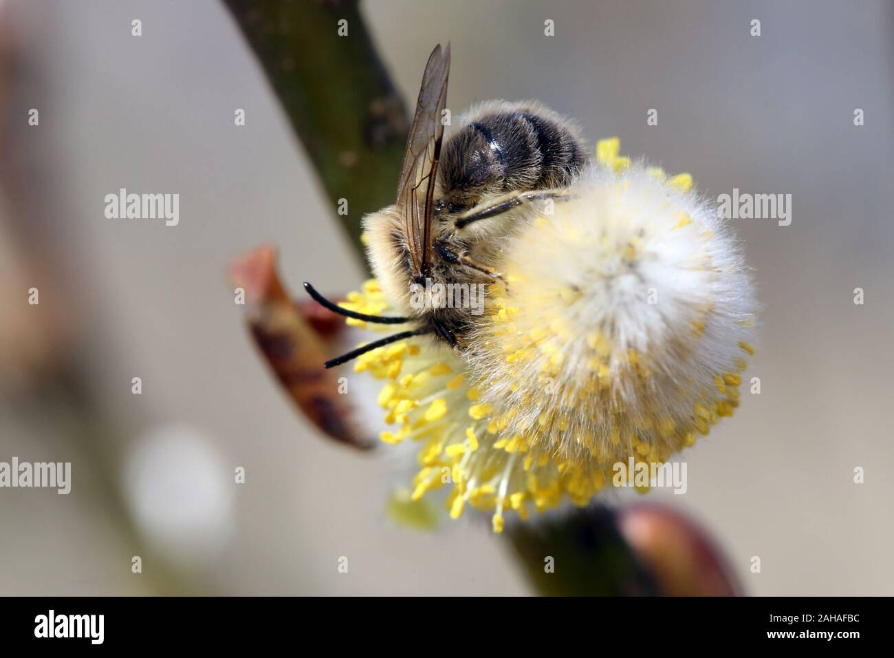 08.04.2018, Briescht, Brandeburgo, Germania - Wild bee raccogliendo il nettare da un fiore amento di salice di salice. 00S180408D198CAROEX.JPG [MO Foto Stock