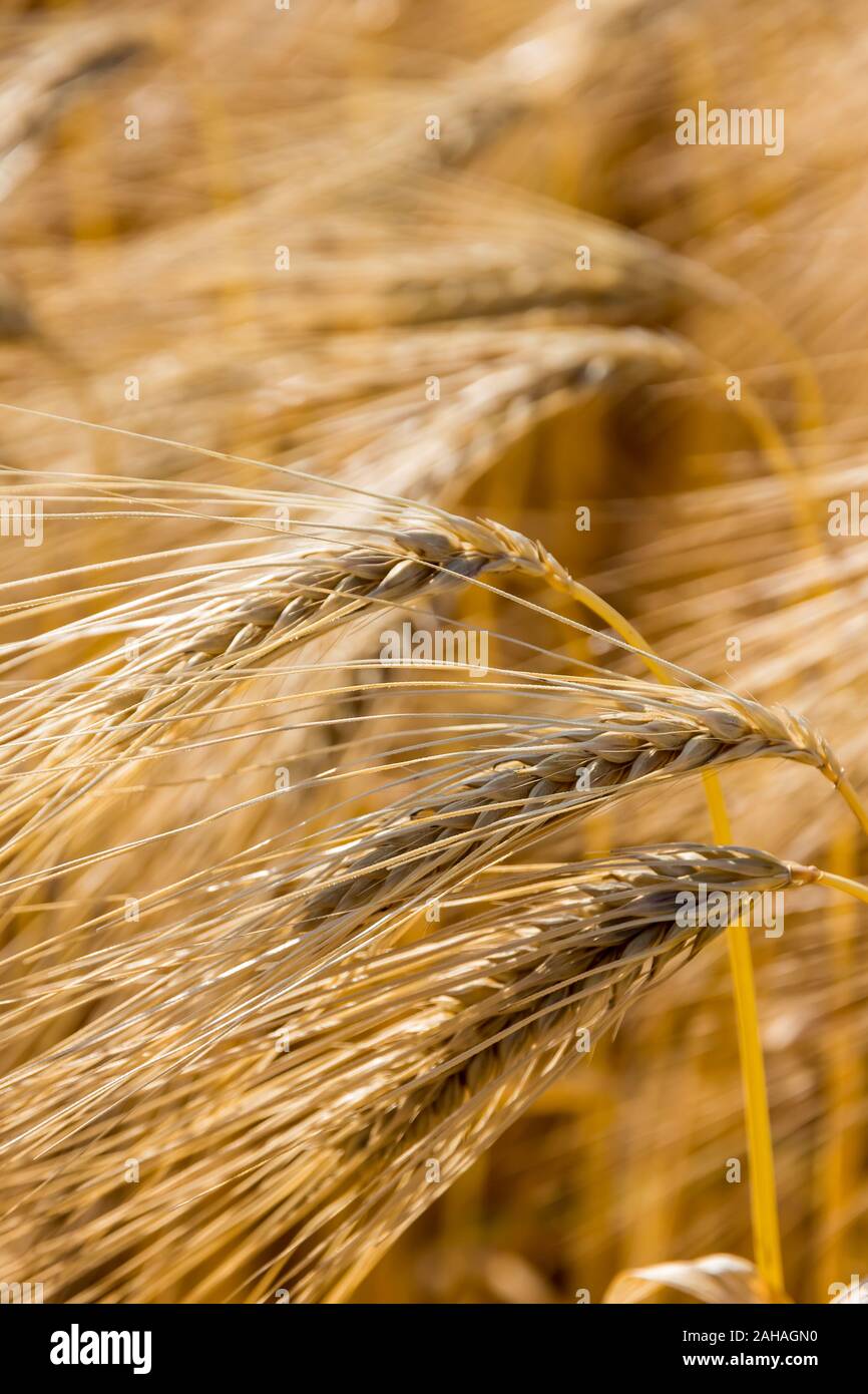 Ein Getreidefeld mit Gerste wartet auf die Ernte. Symbolfoto für Landwirtschaft und gesunde Ernährung. Foto Stock