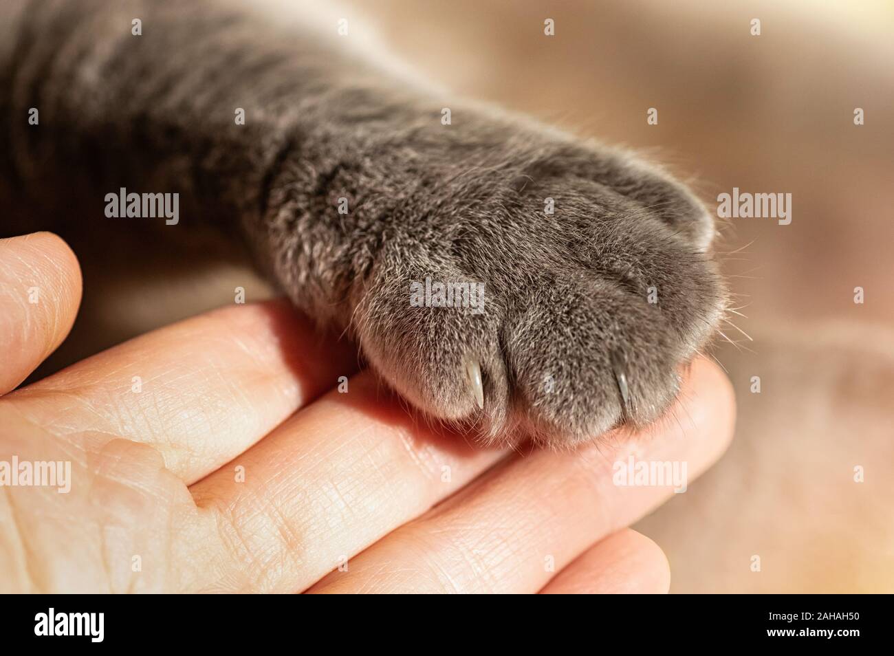 Grigio a fluffy cat's paw in mano d'uomo. Amicizia con un animale da compagnia. Assistenza e cura per animali. Close up. Foto Stock