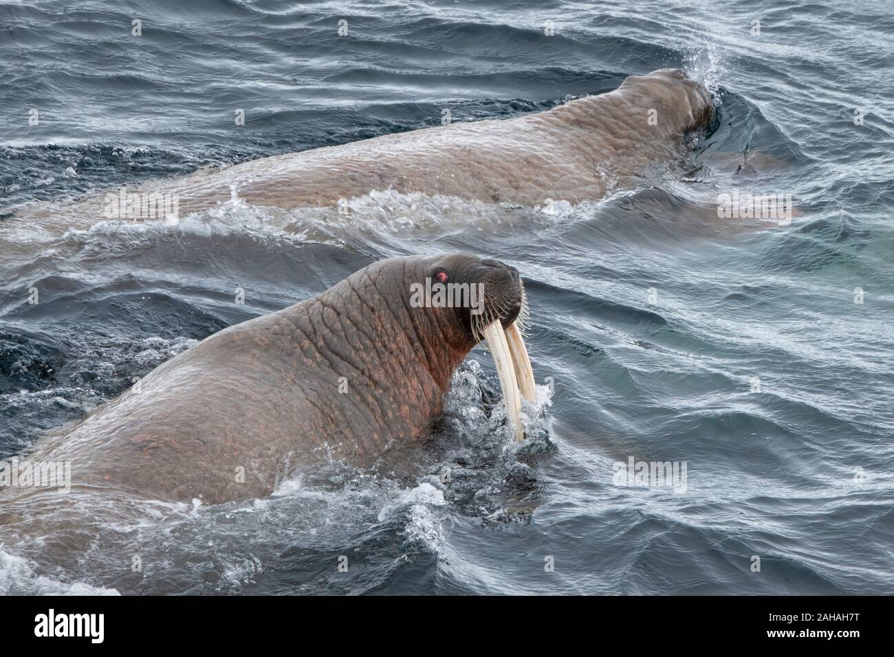 La Russia, alta artico, Franz Josef Terra, Mare di Barents. Atlantic trichechi nuotare. Foto Stock