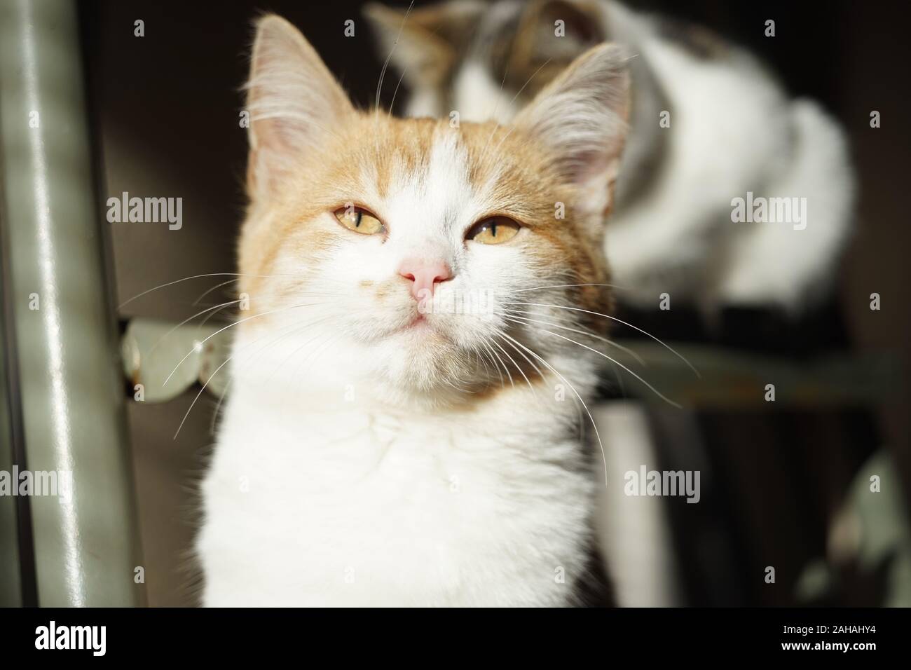 Lo zenzero delizioso gattino closeup faccia, cat ritratto con luce solare. Foto Stock