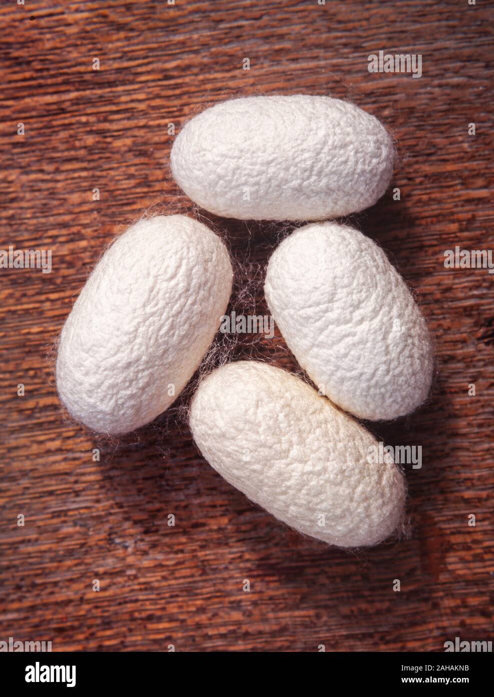 Silkworm silken bozzoli, Bombice mori, che la seta fu scoperta C. 2700 BC. Alcuni bozzoli di thread in attesa fino a 500m di lunghezza. Foto Stock