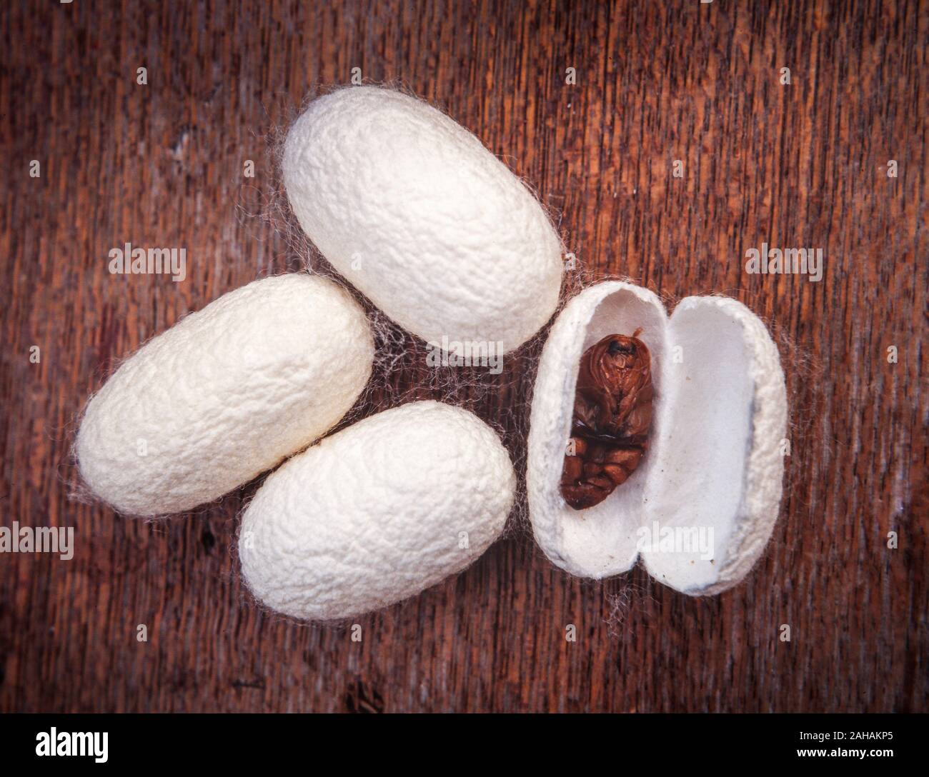 Silkworm silken bozzoli, Bombice mori, che la seta fu scoperta C. 2700 BC. Alcuni bozzoli di thread in attesa fino a 500m di lunghezza. Foto Stock