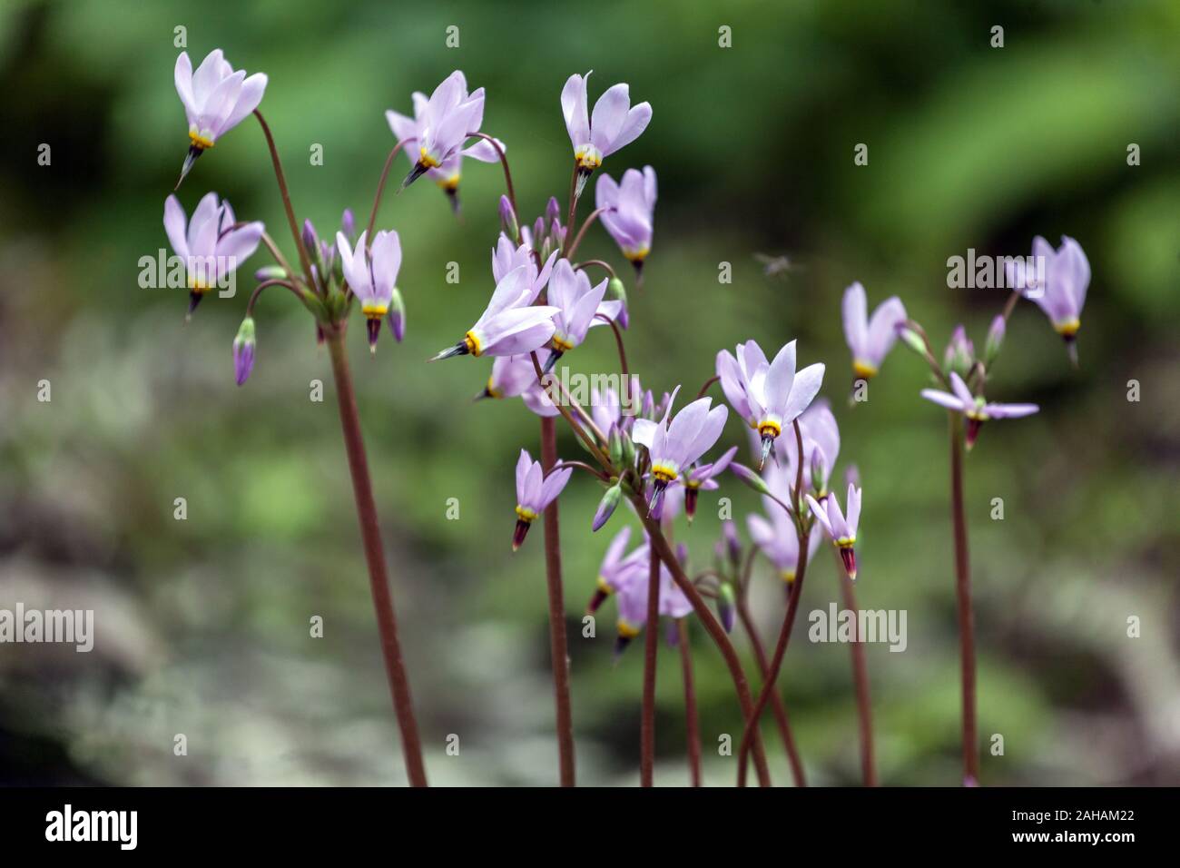 Shooting Star Dodecatheon meadia Foto Stock