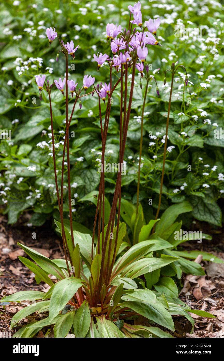 Shooting Star Dodecatheon meadia brunnera Foto Stock