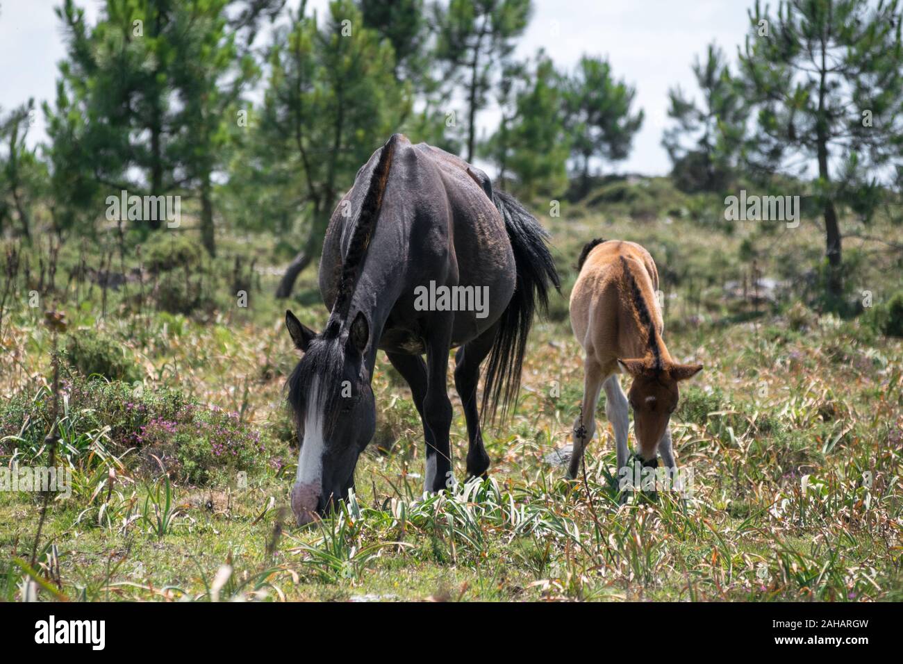 Cavallo di bambino e sua madre di mangiare nel campo Foto Stock