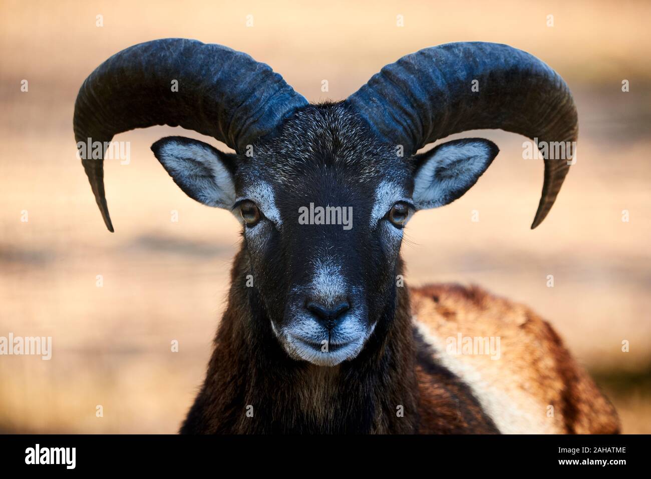Muflone testa Closeup (Ovis orientalis) Foto Stock