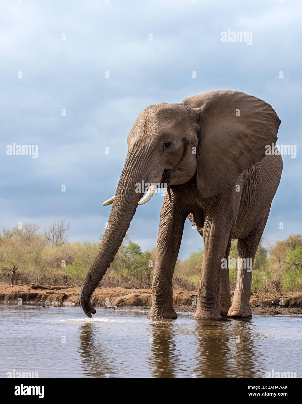 Elephant bevendo al Waterhole in Botswana, Africa Foto Stock