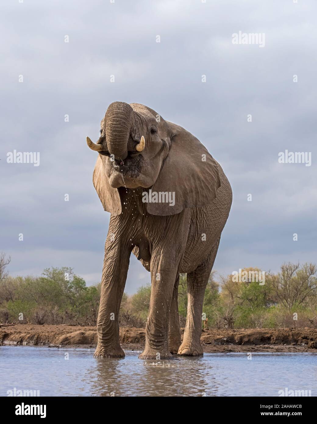 Elephant bevendo al Waterhole in Botswana, Africa Foto Stock