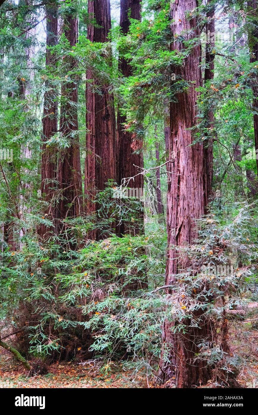 Giganteschi alberi di sequoia Foto Stock