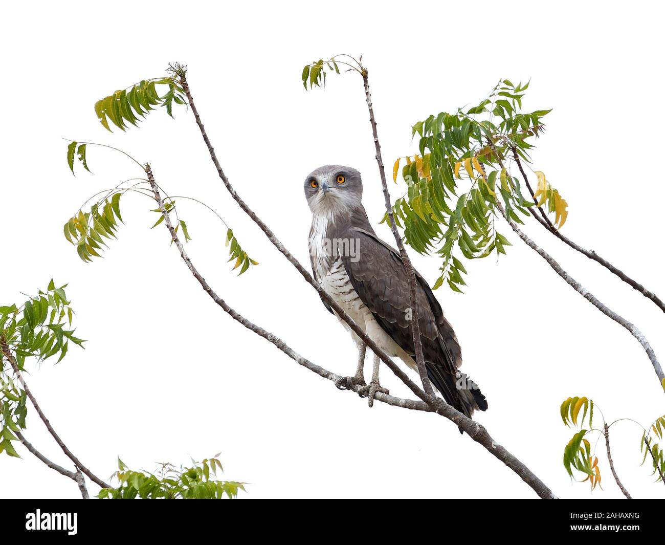 Beaudouins snake eagle nel suo habitat naturale in Gambia Foto Stock