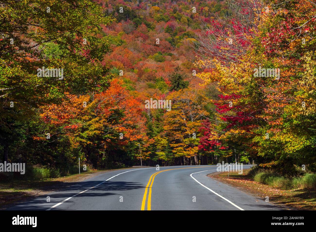 Una curva la strada conduce in foresta colorata visualizzazione di vivaci colori di montagna. Foto Stock