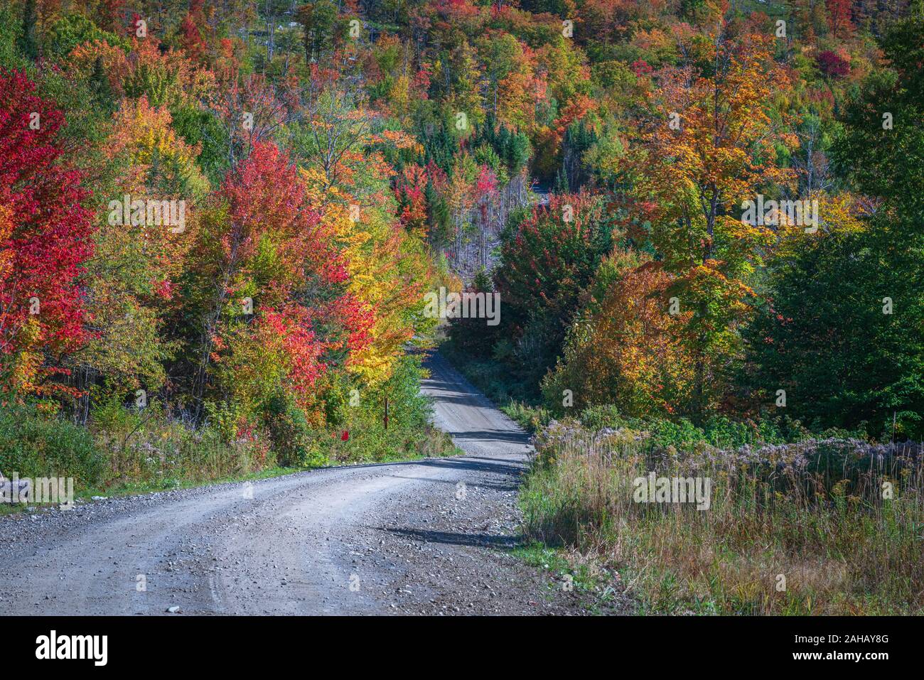 Una curva strada di ghiaia led dow una collina in un colorato di foreste di montagna. Foto Stock