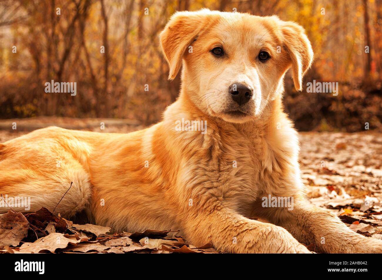 La cute cane situato nella foresta in cerca di me Foto Stock