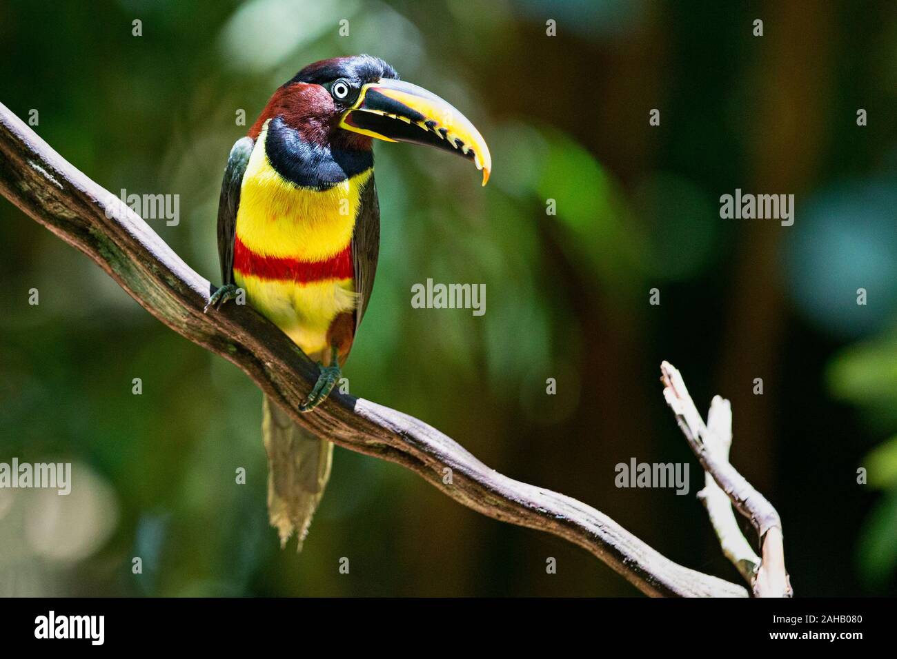 Chestnut Eared Aracari Toucan Foto Stock