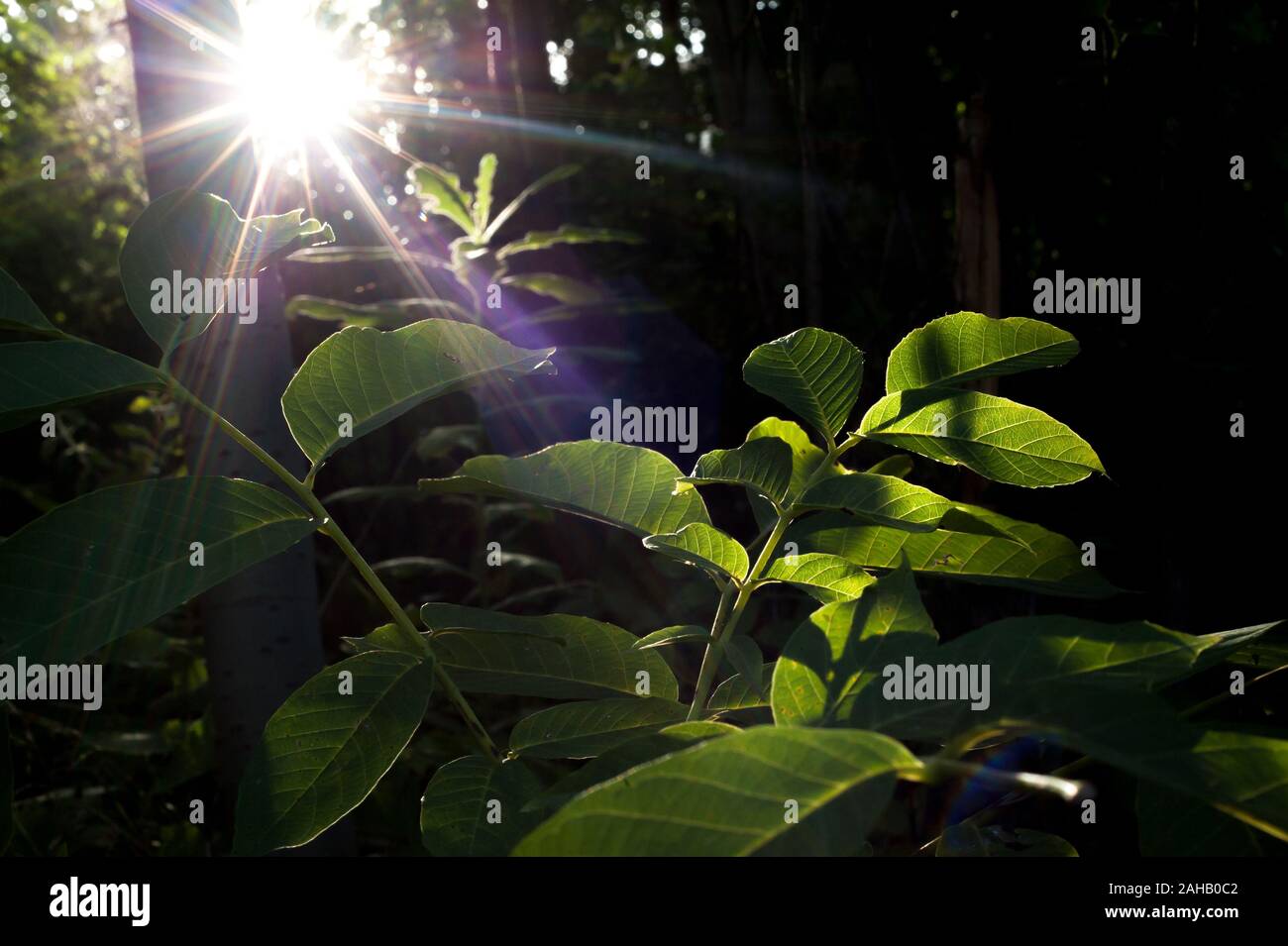 Silhouette shot da sun ray sulla pianta Foto Stock