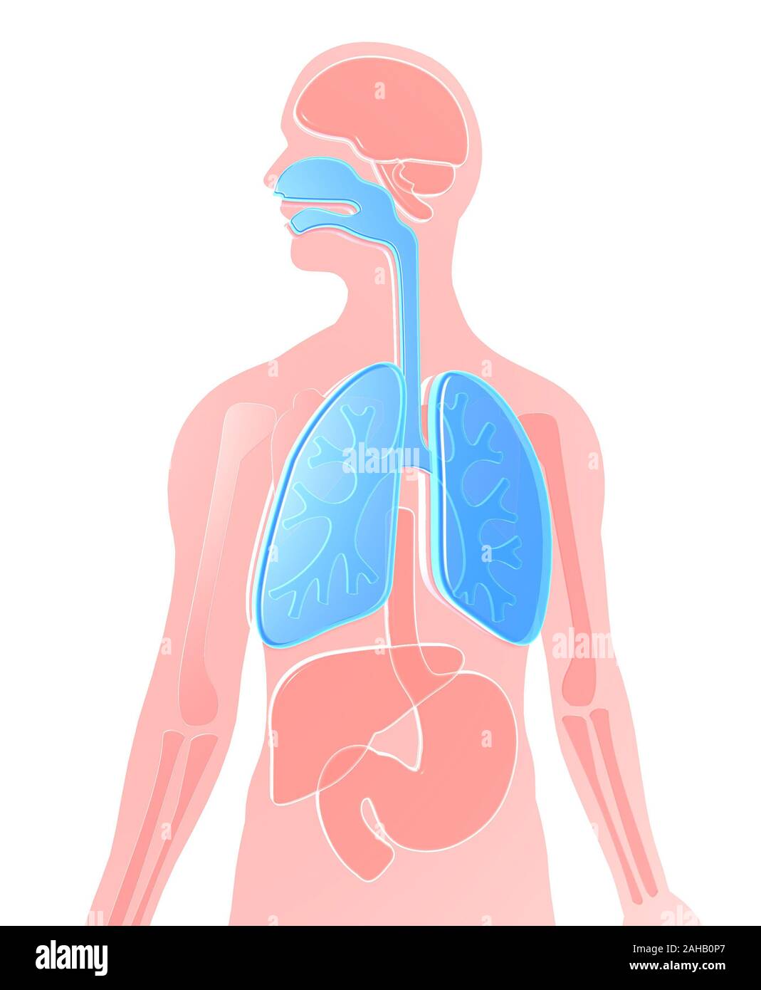 3D illustrazione anatomia umana fatta di plastica semitrasparente, polmoni evidenziato, il cervello, i reni, stomaco, ossa, il fegato. Sfondo bianco. Foto Stock