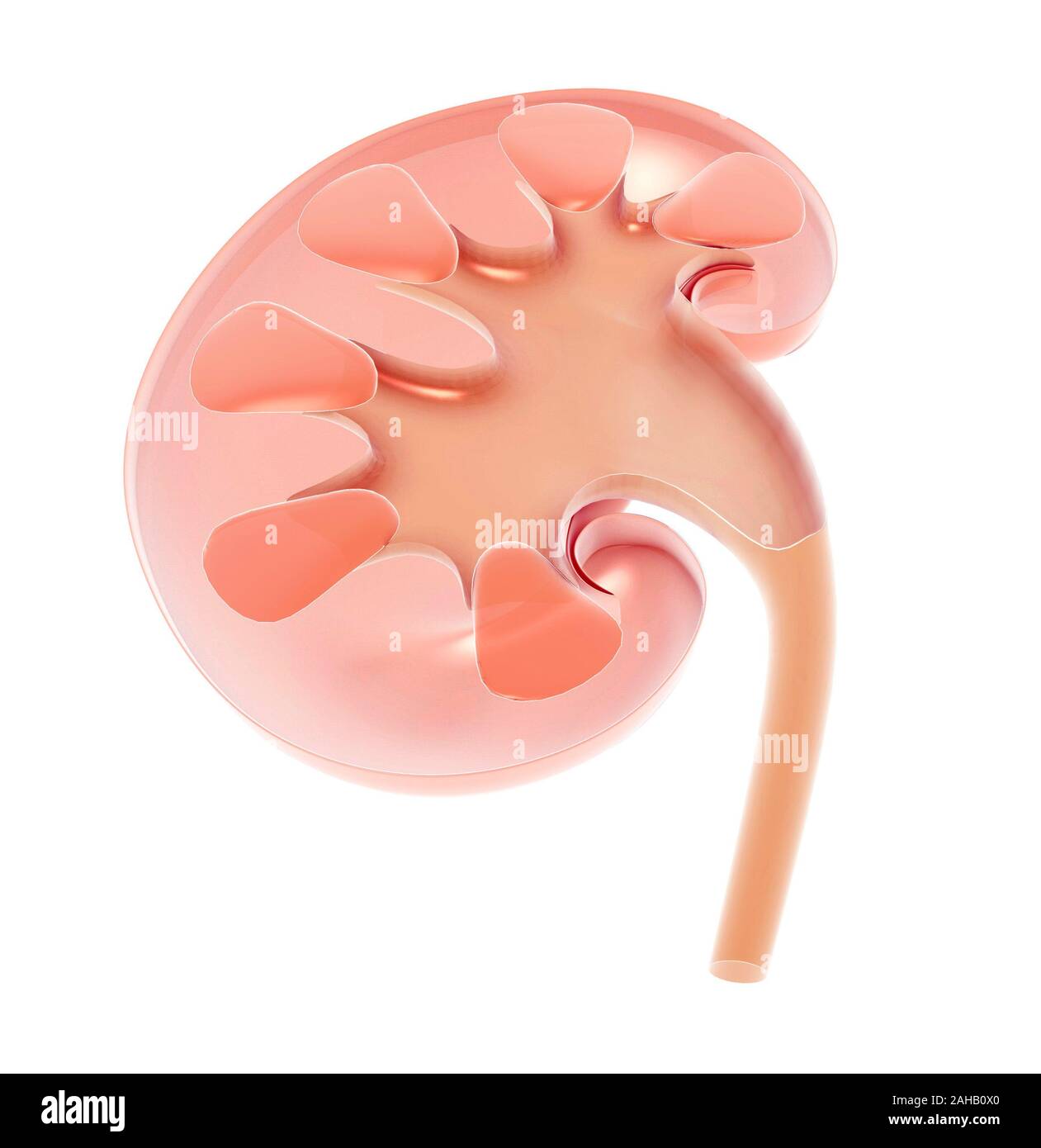 Semi-trasparente 3D illustrazione del medico di anatomia del rene di taglio. Vista interna. Foto Stock
