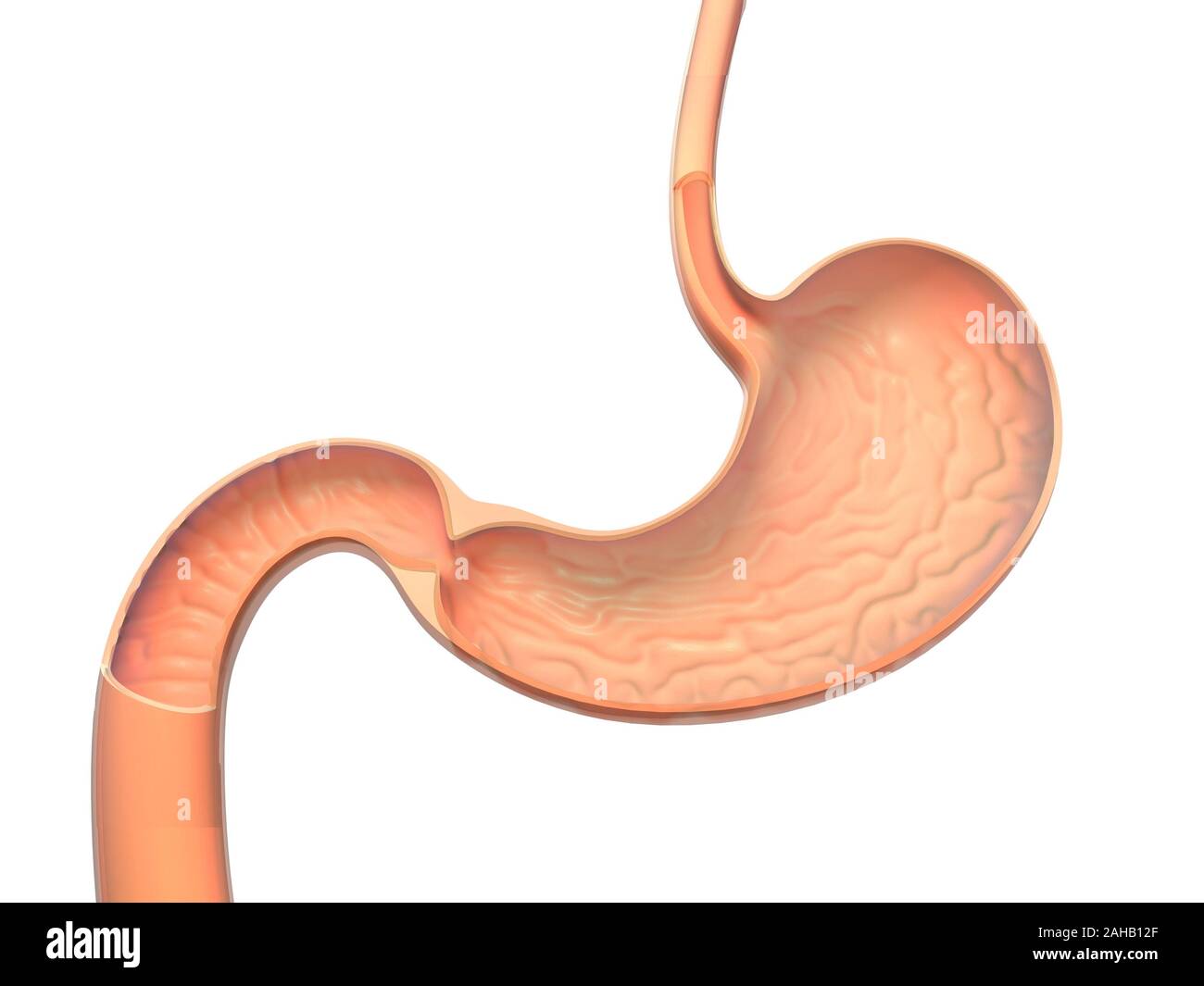 Anatomica per 3D illustrazione di una sezione di un stomaco, è possibile vedere l'interno. Foto Stock Anatomica per 3D illustrazione di una sezione di un stomaco, è possibile vedere l'interno. Foto Stock