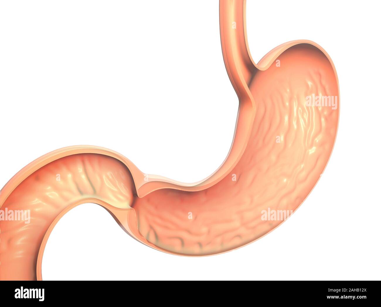 Anatomica per 3D'illustrazione dell'interno di un stomaco, la mucosa gastrica è visto. Foto Stock Anatomica per 3D'illustrazione dell'interno di un stomaco, la mucosa gastrica è visto. Foto Stock