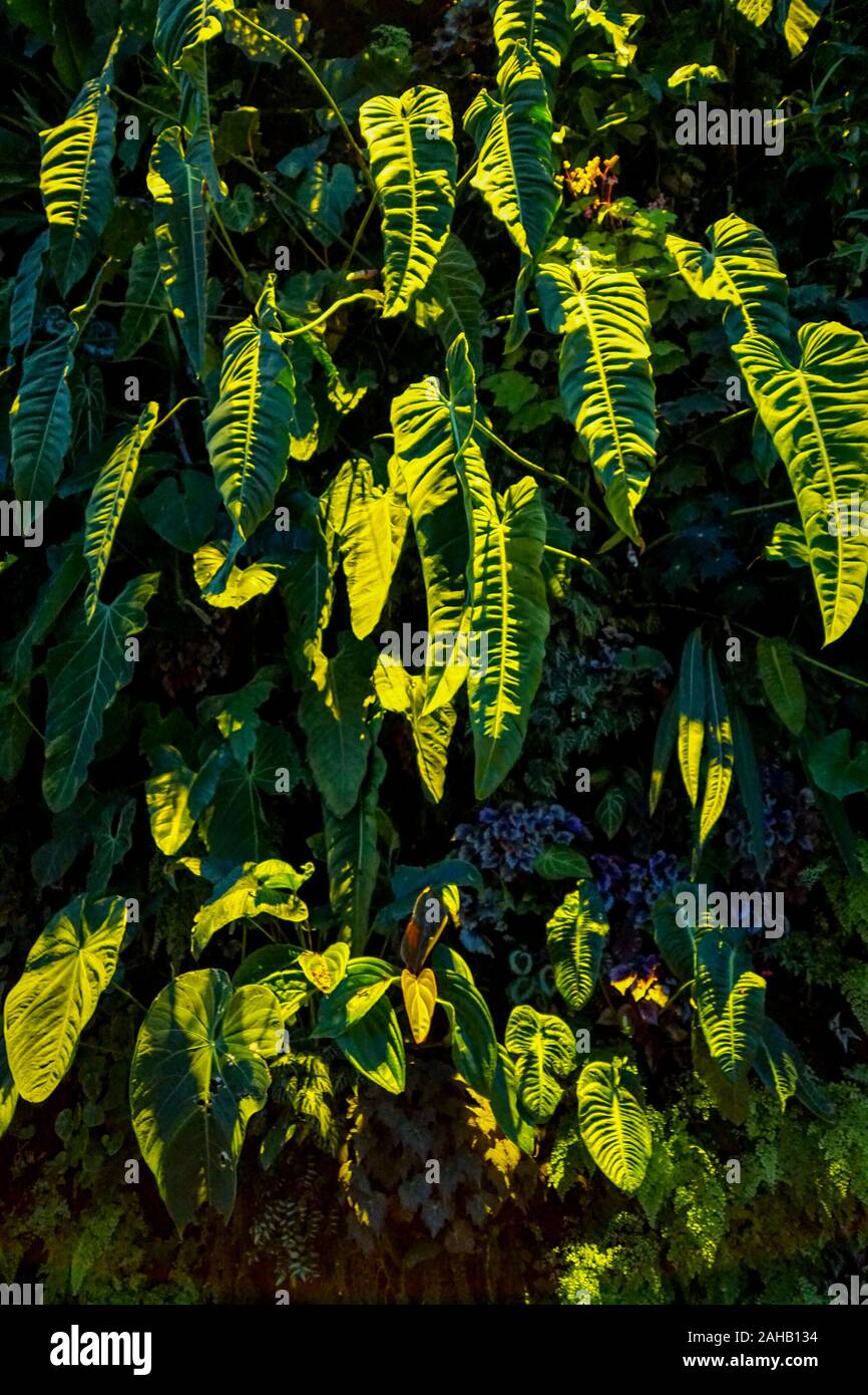 Gigante, lungo il verde delle foglie con nervature profonde gettato ombre spettacolari su un muro verde a Singapore il Cloud Forest cupola a giardini dalla Baia di Singapore Foto Stock