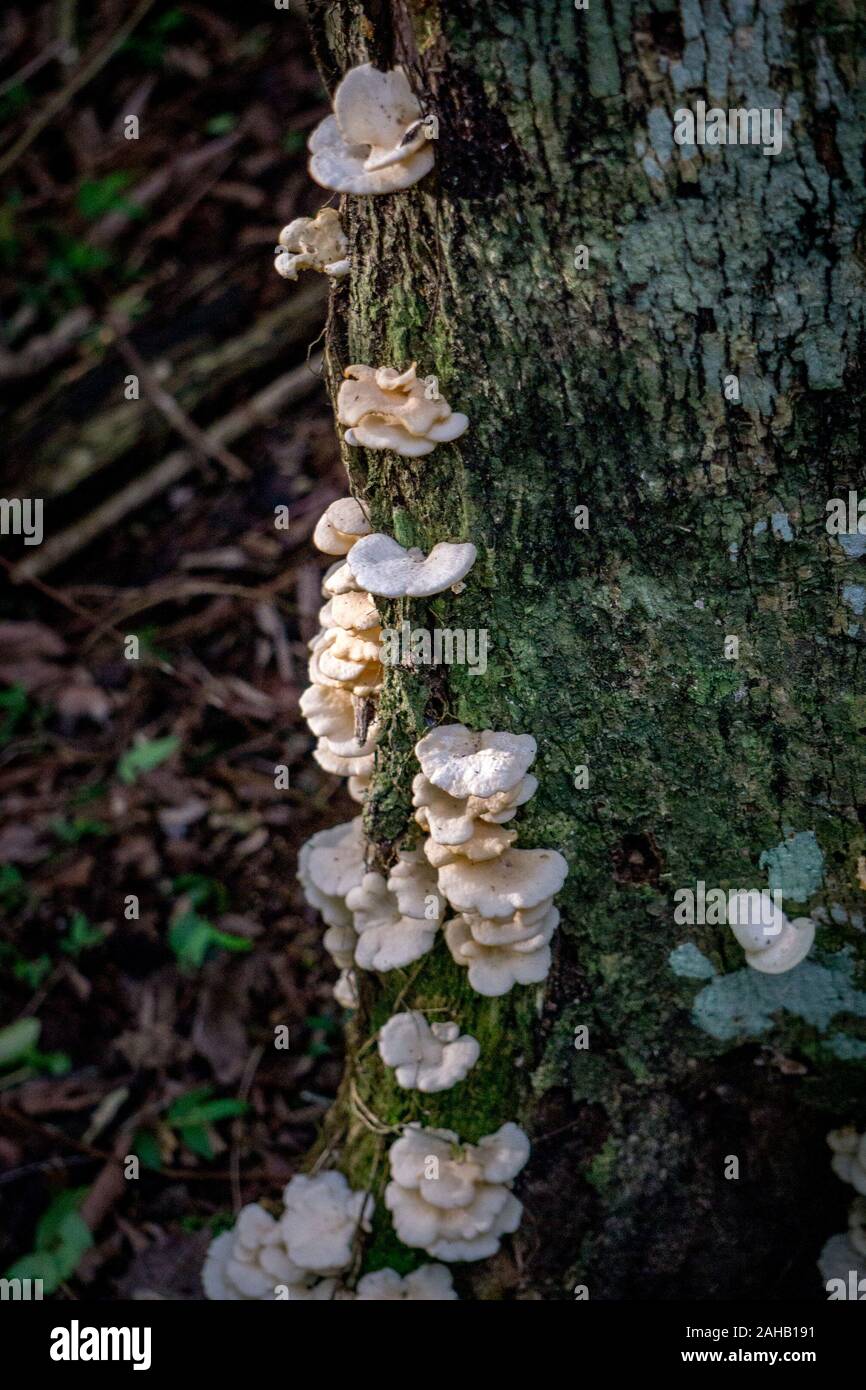 Bianco di funghi polyporaceae, noto come ripiano o mensola fungo, su un tronco di albero in Esteros del Ibera vicino a Colonia Carlos Pellegrini nella provincia di Corrientes del Nord Argentina Foto Stock