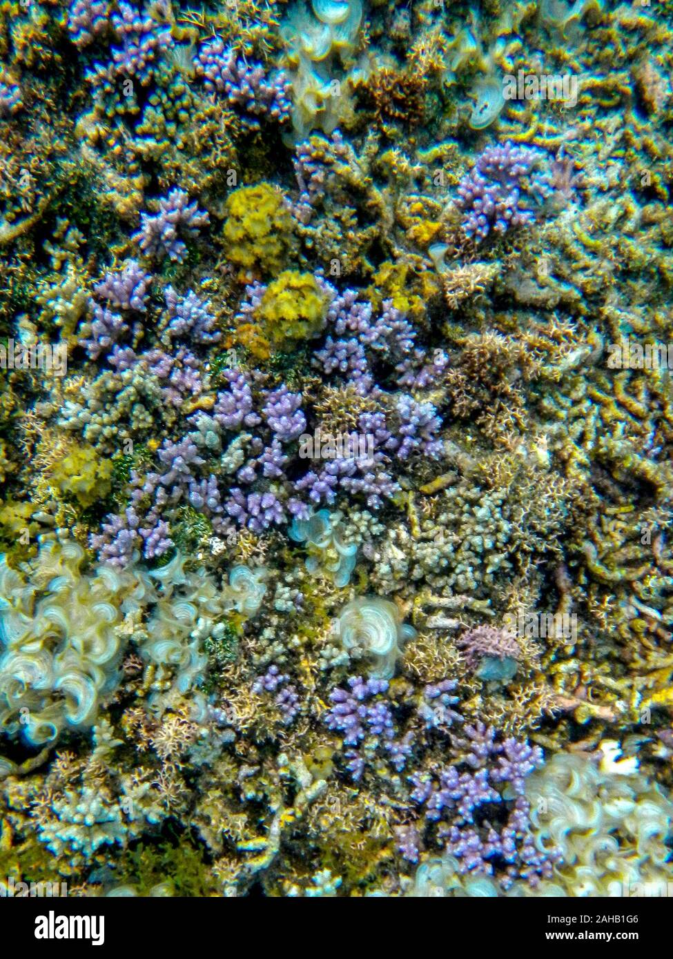 Vista subacquea della bella viola e corallo giallo fuori dell'isola di Efate in Vanuatu, nel Pacifico del Sud Foto Stock