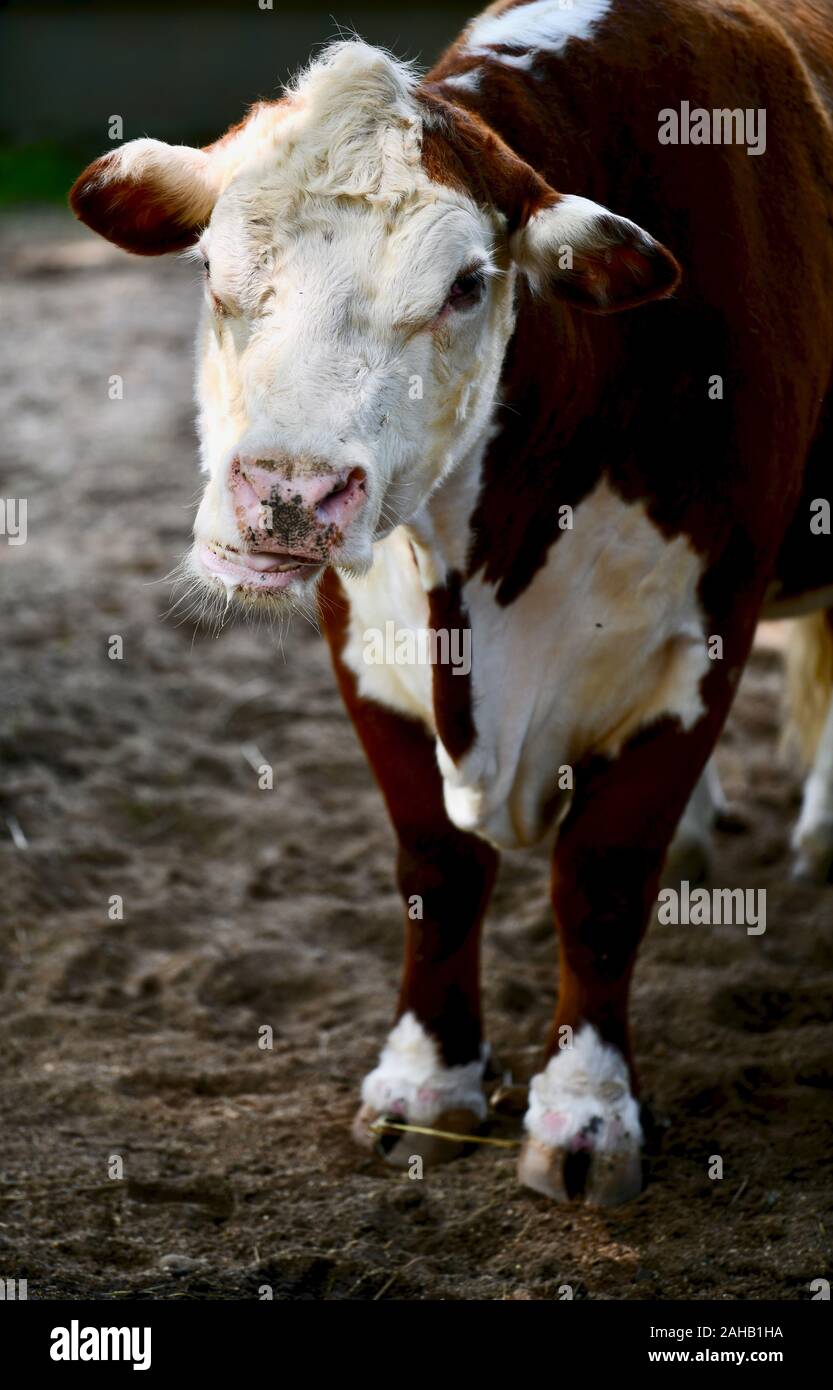 Mucca di manzo grande in un pascolo Foto Stock