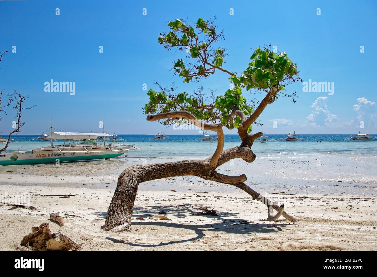 Piegate, soliter tree, crescente sul bordo del mare di Mindanao, sulla spiaggia Dumaluan su Panglao Island Foto Stock