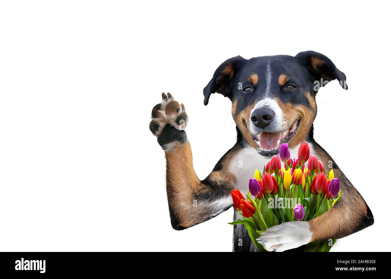 Valentino cane con un bouquet di tulipani Foto Stock
