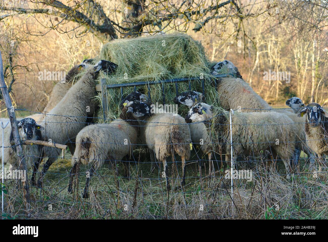 Pecore alimentando il fieno in una mangiatoia in un prato Foto Stock