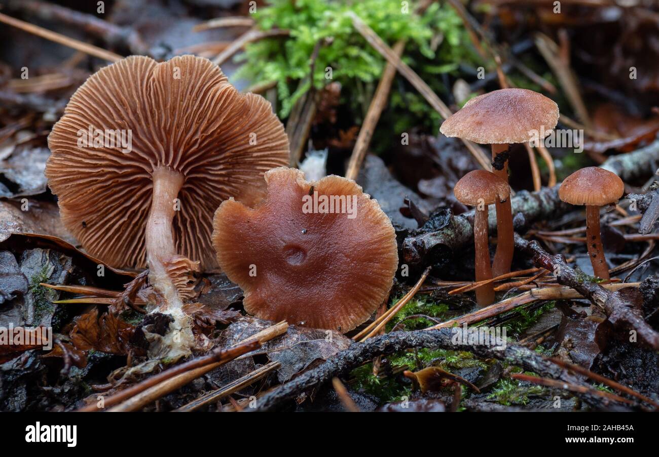 Tubaria furfuracea, comunemente conosciuta come il ramoscello scurfy che cresce a Görvälns naturervat, Svezia. Foto Stock