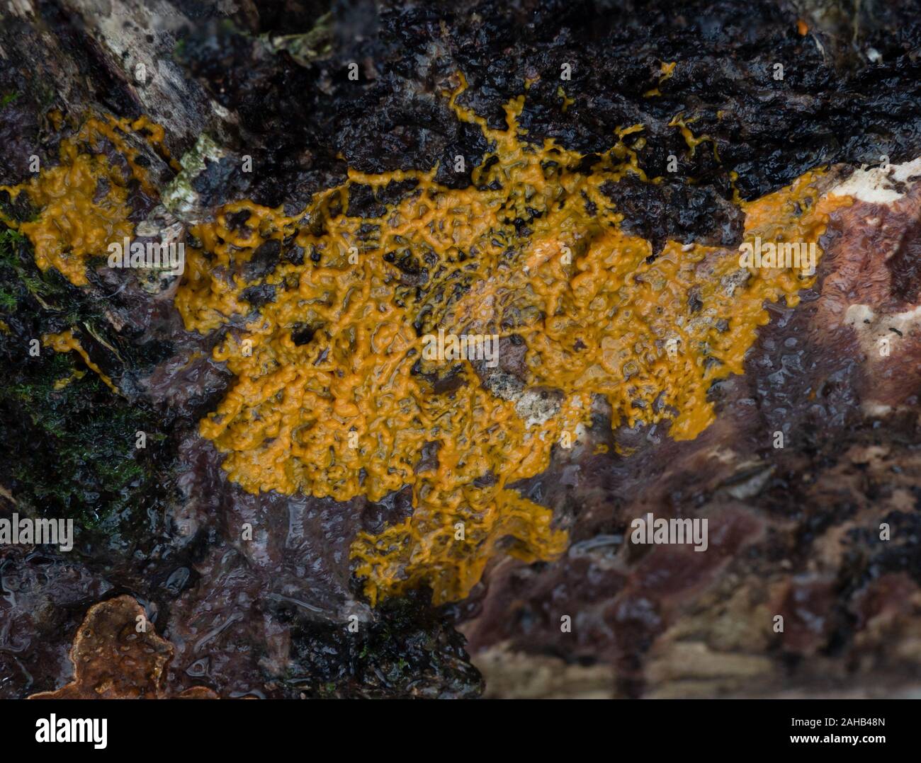 Plasmodium della slime stampo (Myxogastria) Badhamia utricularis cresce su Phlebia radiata fungo su un tronco di betulla in Görvälns naturreservat, Järfälla Foto Stock