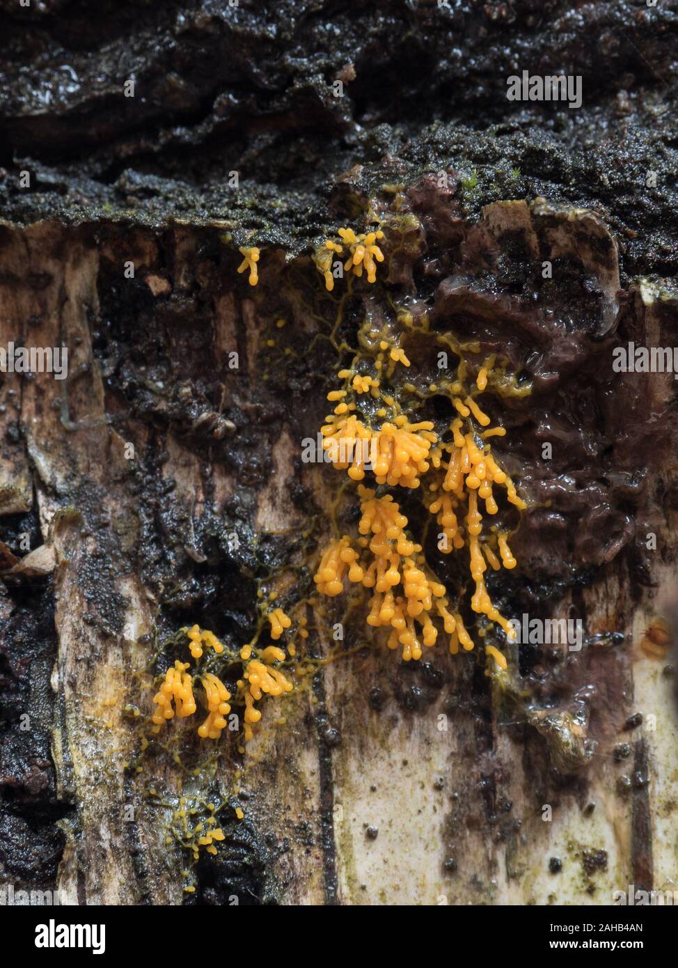 Sporangia del limo stampo (Myxogastria) Badhamia utricularis cresce su Phlebia radiata fungo su un tronco di betulla in Görvälns naturreservat, Järfälla Foto Stock
