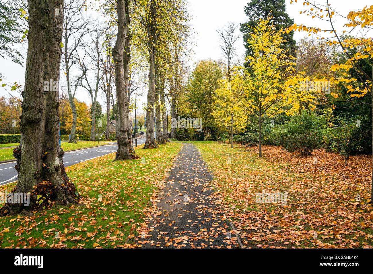 Svuotare il percorso stretto coperto di foglie cadute, corrono a fianco di una strada alberata su un nuvoloso giorno di autunno Foto Stock