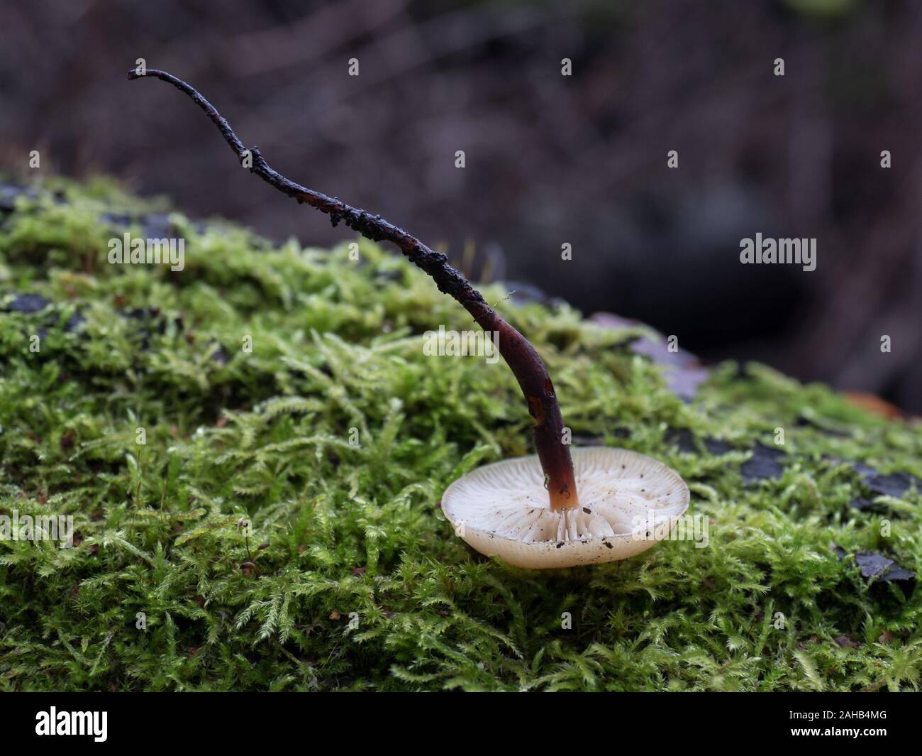 Piede di velluto fungo noto anche come l'inverno (funghi Flammulina velutipes) cresce in Görvälns naturreservat, Järfälla, Svezia Foto Stock