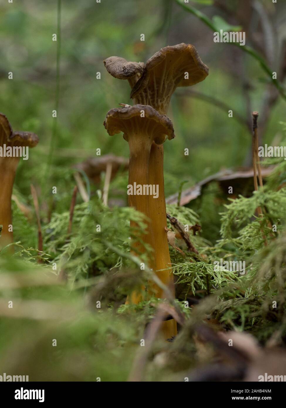 Craterellus tubaeformis (Cantharellus tubaeformis) è un fungo commestibile, noto anche come Yellowfoot, fungo invernale, o Funnel Chanterelle. Foto Stock