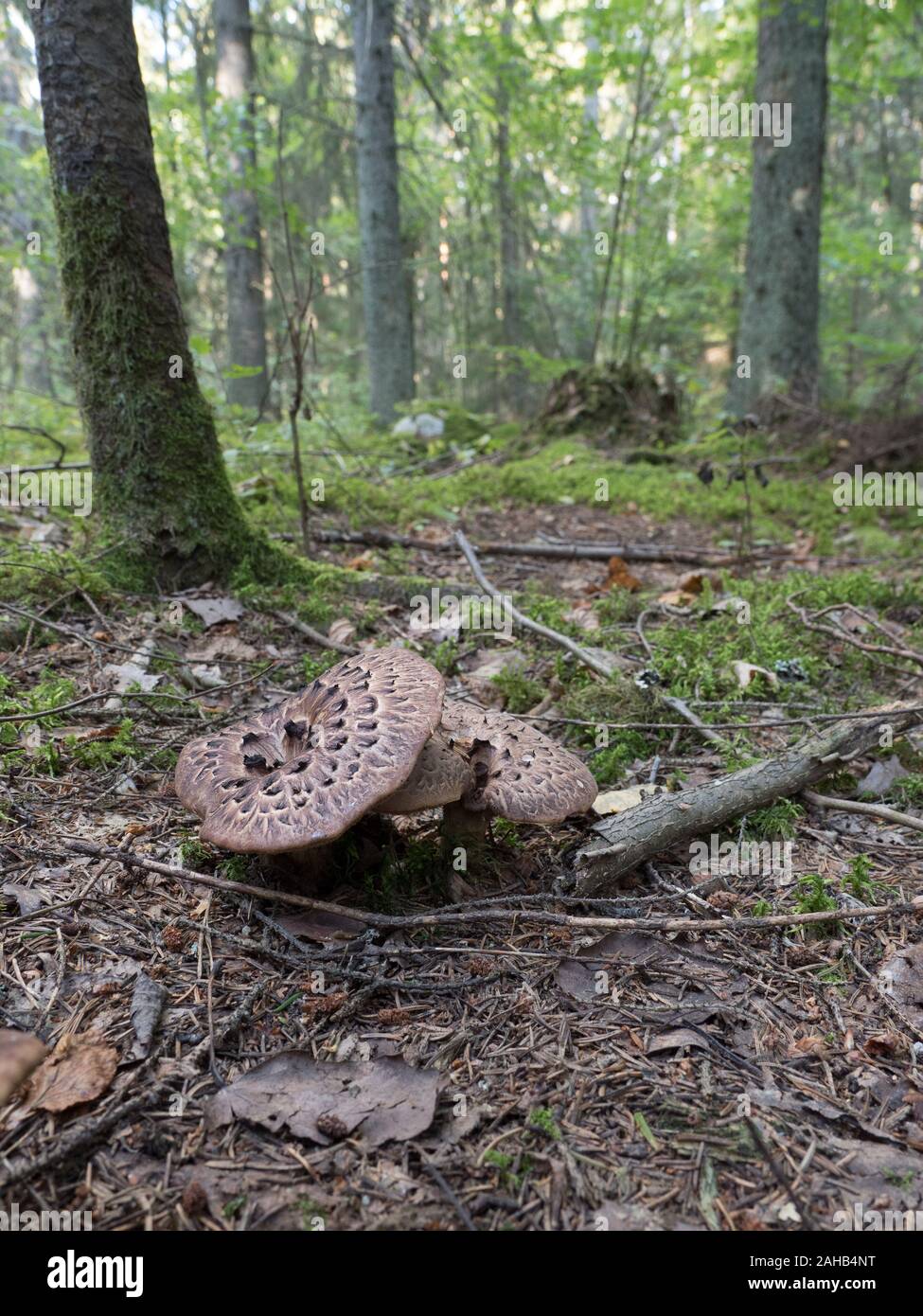 Sarcodon imbricatus, comunemente noto come il riccio shingled o hedgehog scalare, crescendo in Görvälns naturreservat, Svezia. Foto Stock