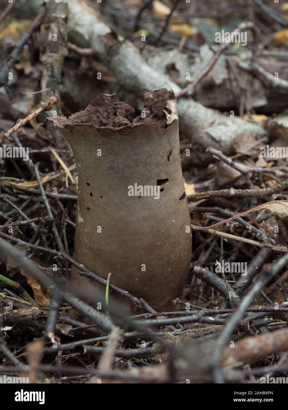 Calvatia execcituliformis (Lycoperdon escipuliforme) comunemente noto come il puffball pestello o puffball a gambo lungo. Foto Stock