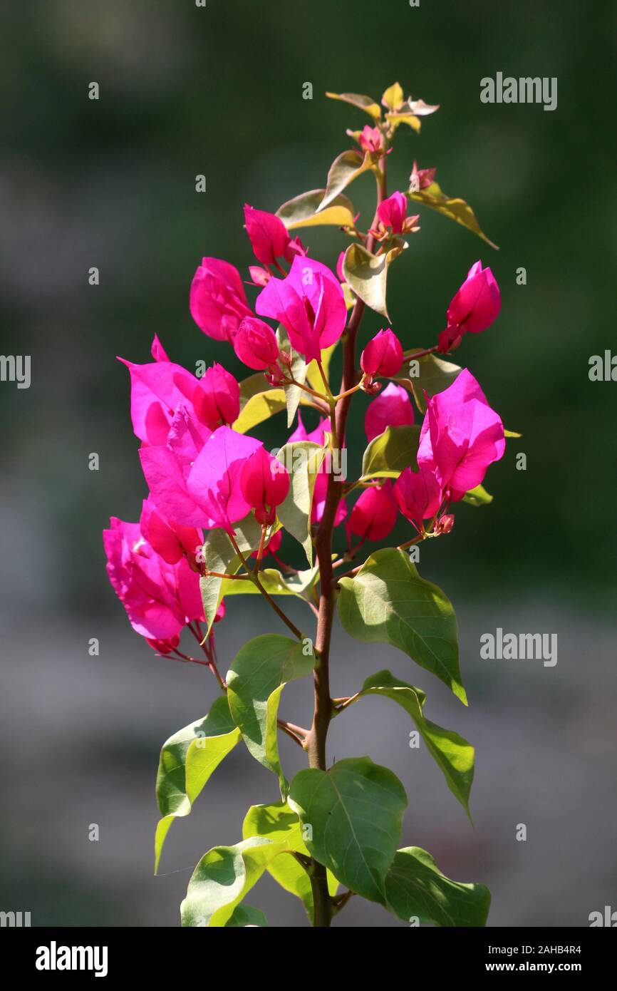Il Bougainvillea hardy vine impianto singolo ramo con brattee rosa attorno a piccoli fiori bianchi circondato con spesse foglie di colore verde chiaro Foto Stock