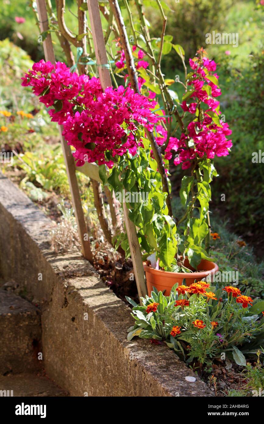 Il Bougainvillea spinoso hardy ornamentali piante di vite di densa colorata di rosa sepalo come brattee che crescono attorno alla semplice bianco fiori ceroso Foto Stock