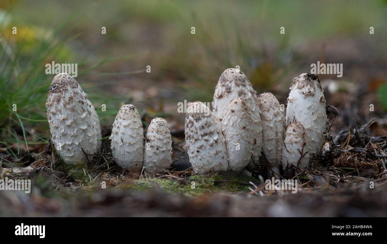 Il Coprinus comatus, il cappuccio di inchiostro shaggy, la parrucca dell'avvocato, o il mane shaggy, è un fungo comune visto spesso crescere sui prati, lungo le strade di ghiaia e le zone di spreco. Foto Stock