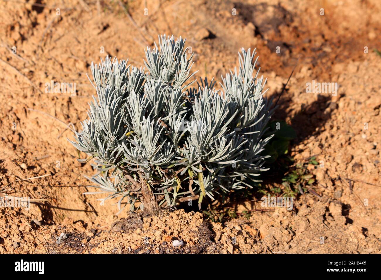 Di latifoglie o di lavanda Lavandula latifolia fioritura fortemente aromatico di piante arbustive con grigio foglie sempreverdi nel giardino di casa Foto Stock