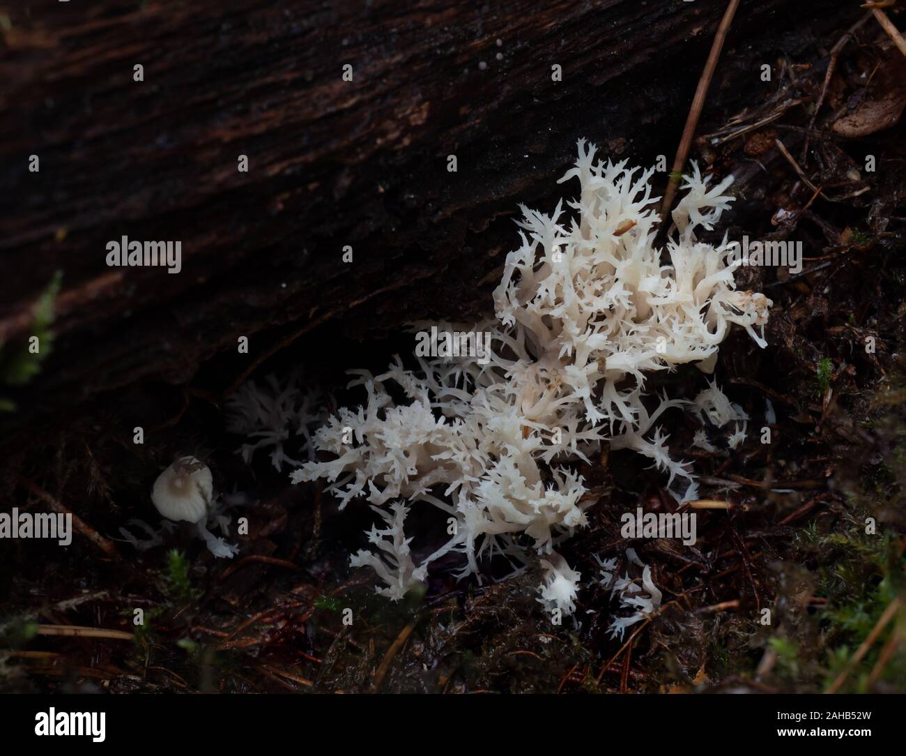 Clavulina coralloides Clavulina cristata in crescita a Görvälns naturreservat, Svezia. Foto Stock