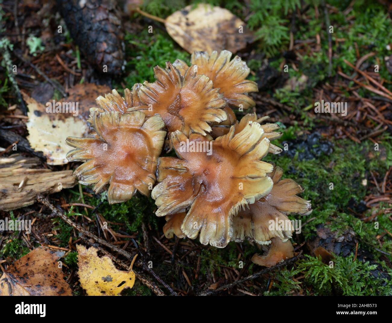 Hypholoma fasciculare, comunemente noto come tuft di zolfo, tuft di zolfo o lignee a grappolo che crescono a Görvälns naturreservat, Svezia. Foto Stock