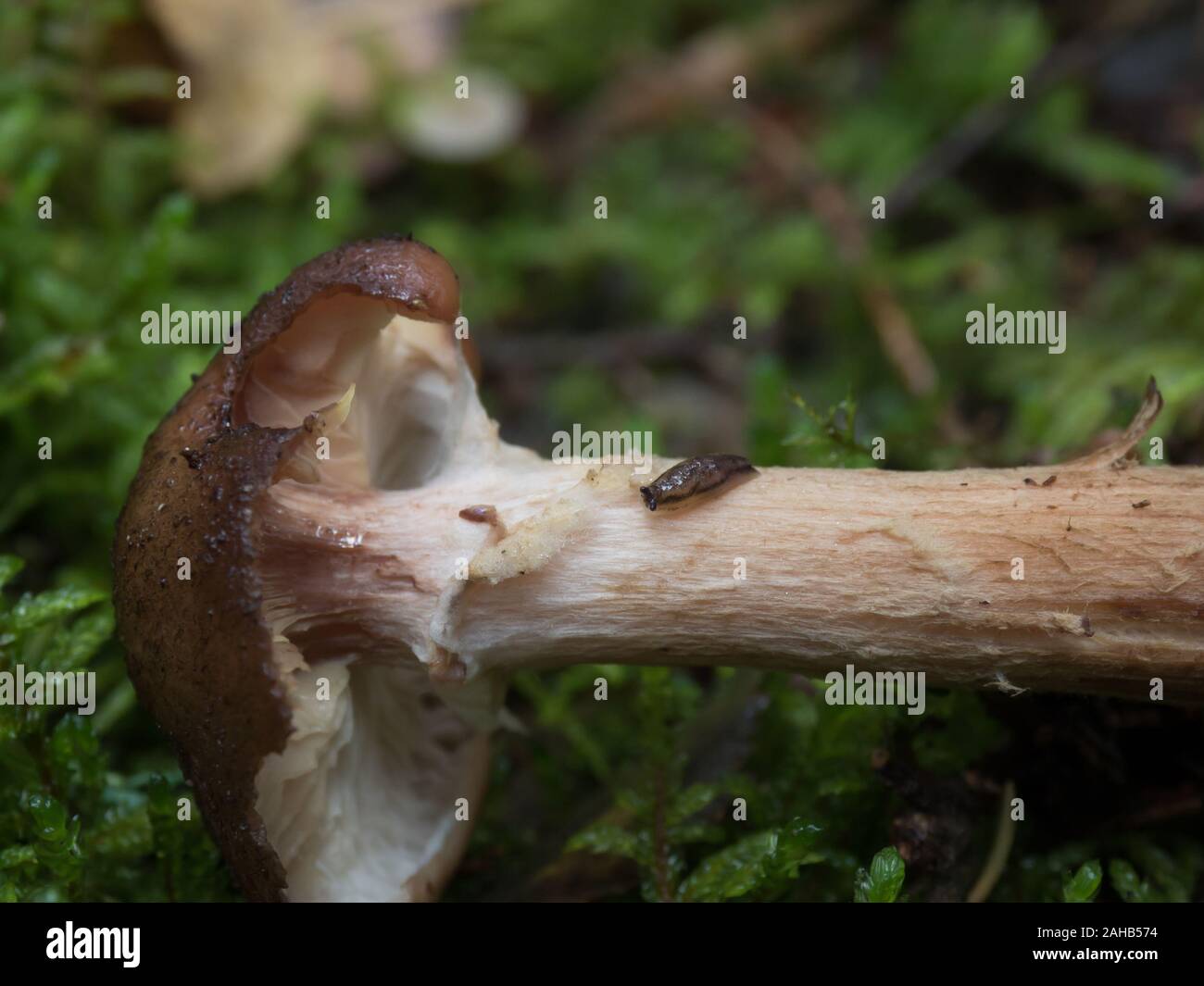 La terra slug che si affonda su un fungo, Görvälns naturervat, Svezia Foto Stock